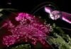 IRIS2 program, TELEKOM participation promo