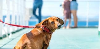 dog on ferry, source: Shutterstock