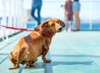 dog on ferry, source: Shutterstock