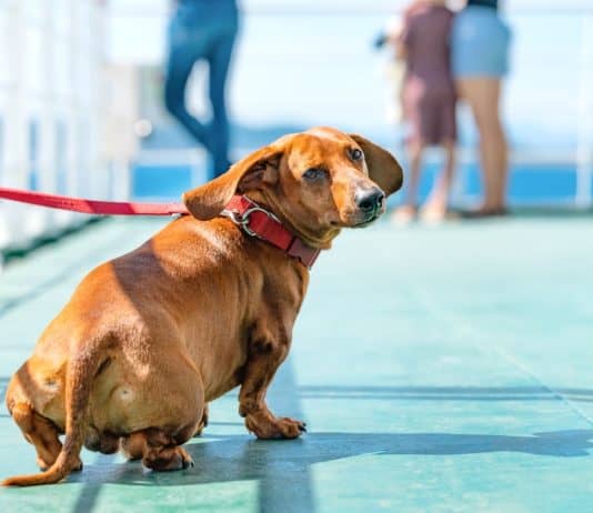 dog on ferry, source: Shutterstock