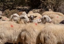 Πηγή: Shutterstock