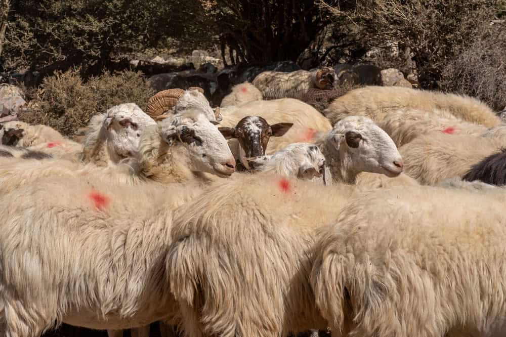 Flock,Of,Sheep,Standing,In,The,Mountains,Near,Ha,Gorge, Πηγή: Shutterstock